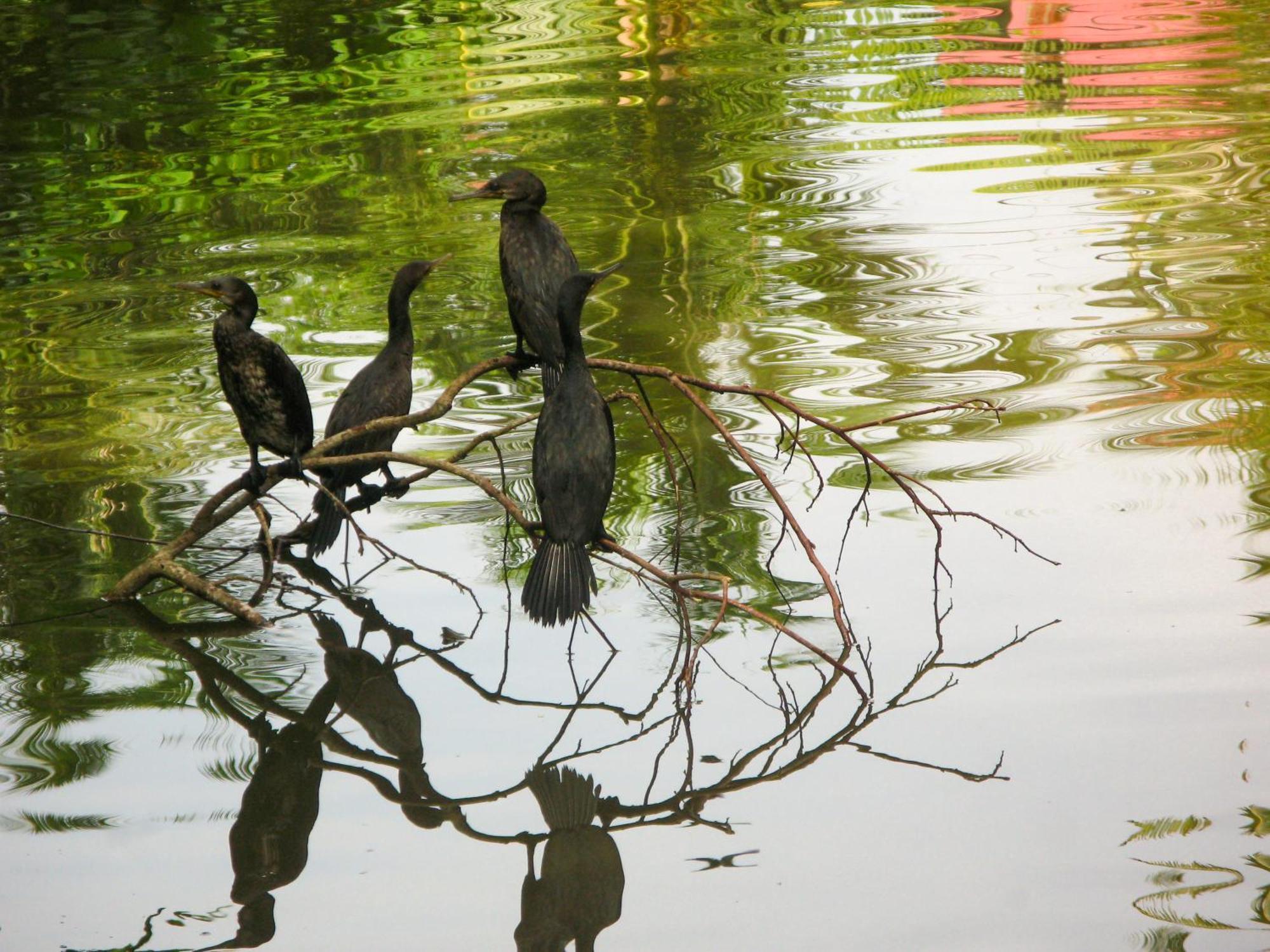Flora And Fauna