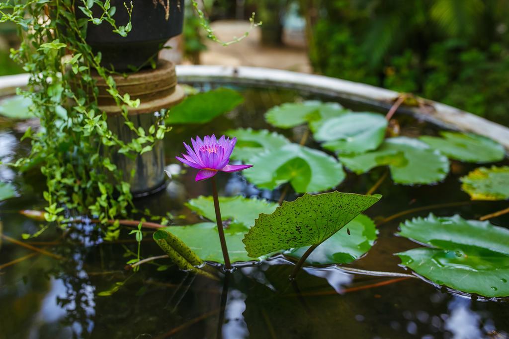 Гостевой дом Flora And Fauna Мирисса
