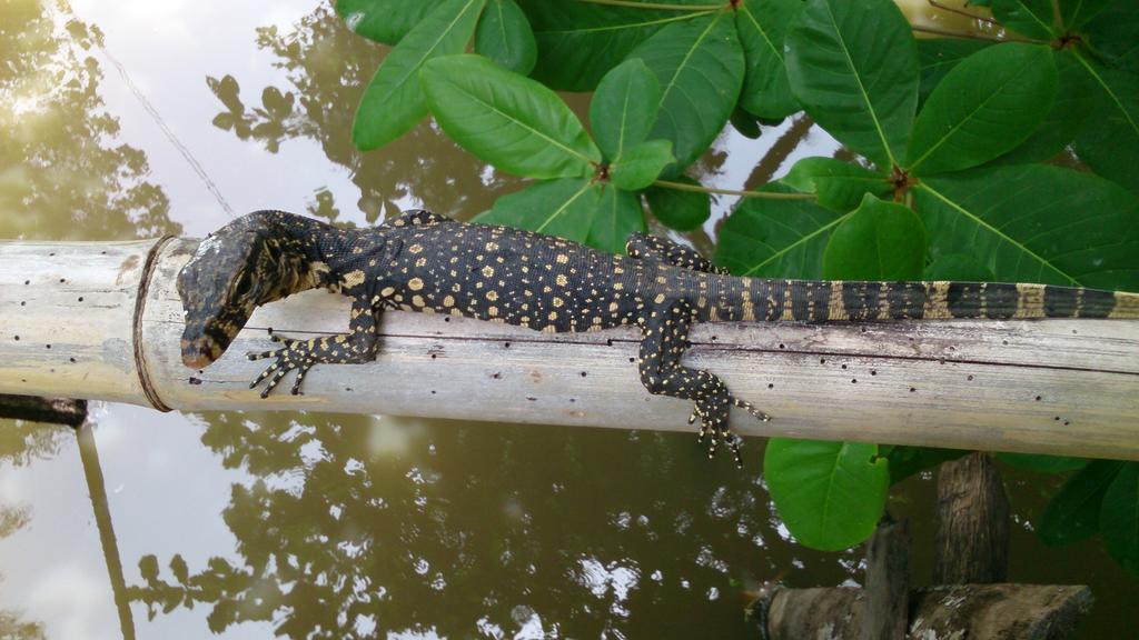 Flora And Fauna Гостевой дом Мирисса
